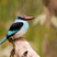 Blue-breasted Kingfisher